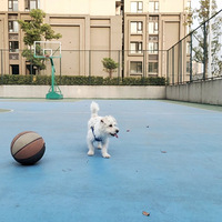 ��������С����