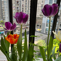 ��һ����ֲ������