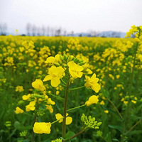 ��������ǧĶ��С��Դ�������۽�ƣ���Ѳ�׽�޶����죡