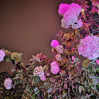 һҹ֮�俪����