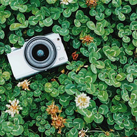 Զ�е����а38�����Ҽ�Ű뵺������԰