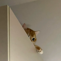 �Ҽ��¹��ϳ�è��