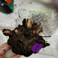 ��һ����ս����ҩ û�뵽������