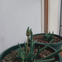 ��һ��һ�Ķ��⿪������