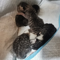 ���˵����������������ˣ���ä����