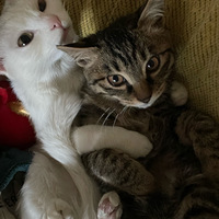 è������