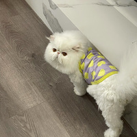 ��һ���Ҽҵ�è����