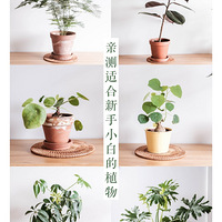 �ײ��ʺ�����С�׵�ֲ��