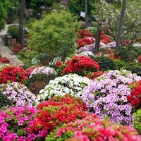 �����ž黨����ͯ��������ɭ��