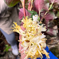 ���Σ�ժ����