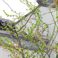 �˼������죬̤����ȥ�Ķ��������ƻ������ϣ�