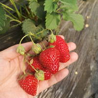 ���ɽժ��ݮ+�򿨿�ɽ��԰