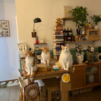 ����С��¥�¼������è����������������˳��