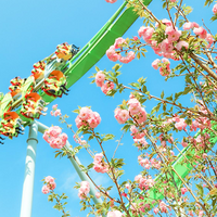 ���ֹȻ���������԰  �������ڶ��ؾ�ϲ��Ϯ