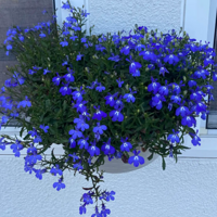 ����ɻ�������������ʧ��