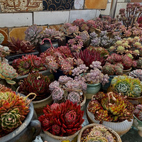 ���еİ��ö�������ϲ��