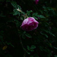 ����emo��������ϵ�Ļ�