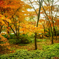 ������ȥ������ľ����԰����Ҷ