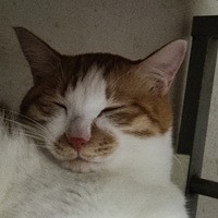 �ϴ���϶�����ֵ��û�жԱȾ�û���˺���