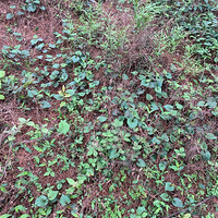 ��һ����ɽ��Ģ��