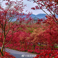 ����Ҳ���ͺ�Ҷ�̵�#���촺���ͷ��#