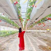 ����վ��ժ�Ŀ��в�ݮ����԰ʵ�ֲ�ݮ��������