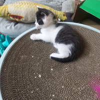 �ų���һ�����µ�С��èѰ��è��Ե��