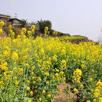 ��2Ԫ������ȥ��ɽ�ϵ��Ͳ˻�