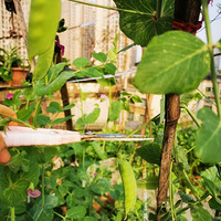 ������߲˳Բ���