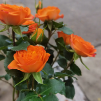 ���ʻ������쿾������������̫���ˣ���Ҫ������ҫ��