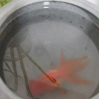 �¼�ð��ѿ�ˣ���ҩҲ���Ƽ��ã���֪����ò��ܿ���������