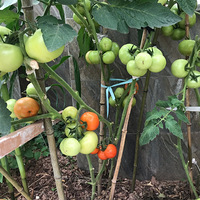 ��¼�Ҽ�С��԰