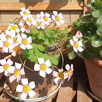 �ҵ�С��̨��԰