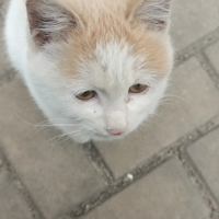 ί��èè�����������·����