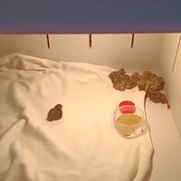 ��Ӫ����ʦ����������