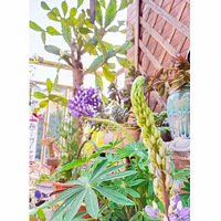 ݪ��Ū�ݵ�Сʱ�⡪ܷ�ļҵ�ֲ��԰���ϰ��ֻ����ݲ�½�����£�