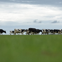 �ҺͲ�ԭ�и�Լ��