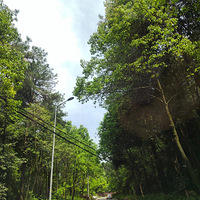 ��������ȥ��ʳ��ζ������