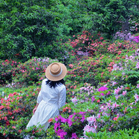 ��ɽ��ţ��ž黨���������������������ǧ��