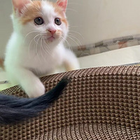 �ɰ���Сèè�Ҹ�����������