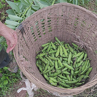 ��ŬŬ�������ϼҰ�Ժ����һ�ޣ�Ȼ����ĩ��ȥ�ȺȲ裬���ֻ�