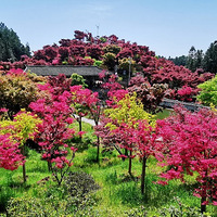 ����������ʤ�յİ�������԰