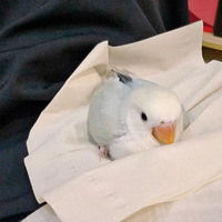 ���ȳ����ߡ������һ��������