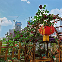 ɹ�����Ϻ���ʮ���ݵ��ݶ���԰