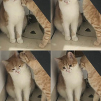 �Ⱳ����һ��Ҫӵ��һֻ��