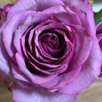 õ�廨л�ˣ����ɷ�ѿ����������������