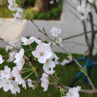 ��ɫ��Բ�ز�ס