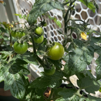 С���� һ�������