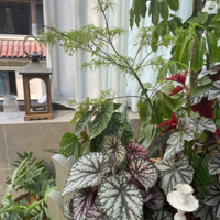 �ݶ���԰�Ŀ���