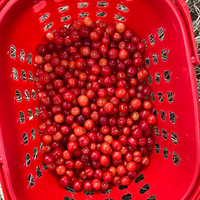 �ֵ���һ��һ��ժӣ�ҵ�����